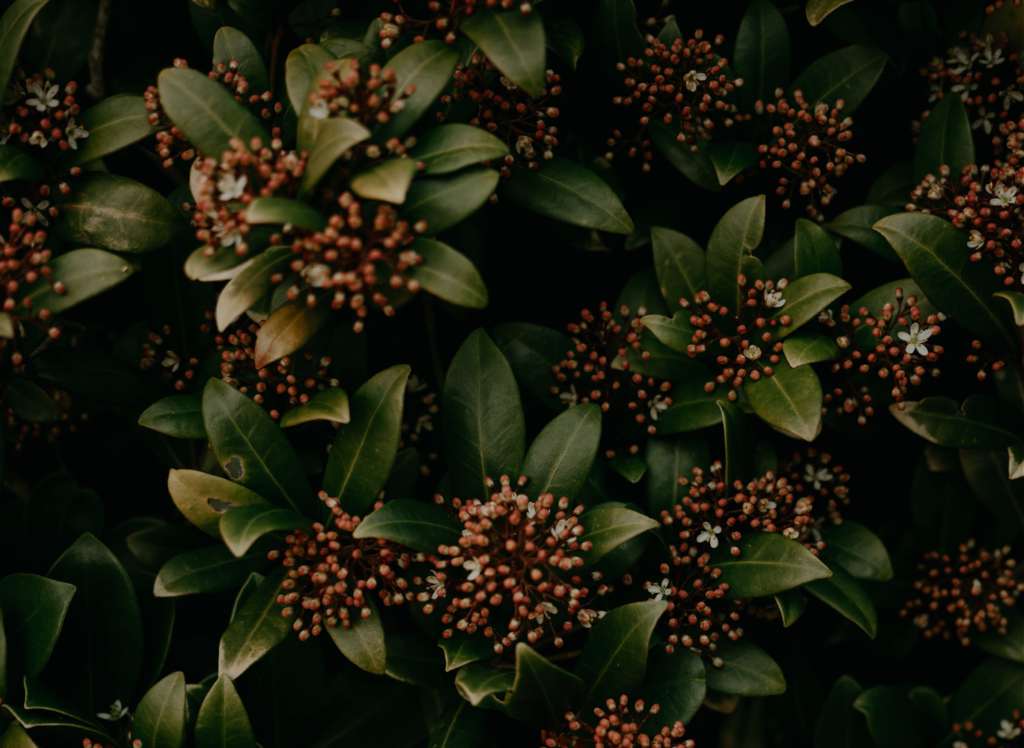 Floral Bush