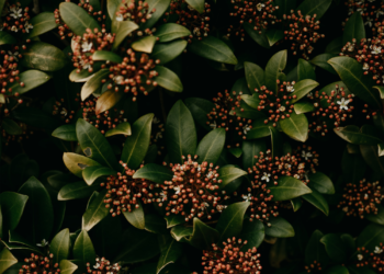 Floral Bush