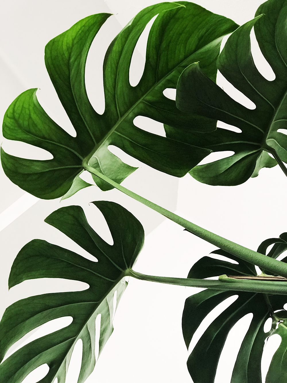 leaves
